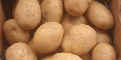 La cooperativa agrícola vende papas blancas nuevas rumanas de