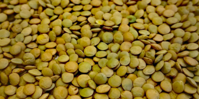 Lentejas verdes canadienses, de producción propia