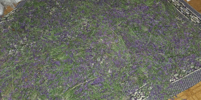 Cortar la lavanda o solo la flor