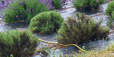 Cortar la lavanda o solo la flor