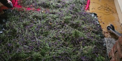 Cortar la lavanda o solo la flor