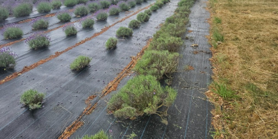 Cortar la lavanda o solo la flor