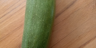 Calabacín recién cosechado. Tamaño y precio negociables. Cultivado en
