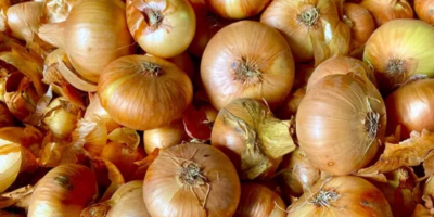 Cebolla plana, cultivo propio 2025