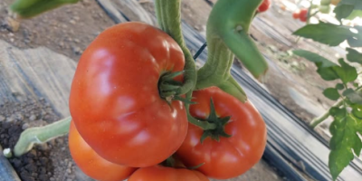 Vendo tomates frescos y sabrosos del sol, recogidos al