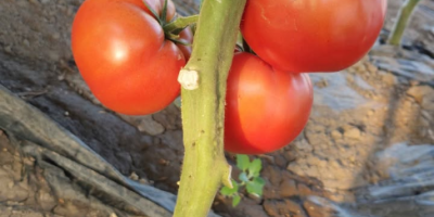 Vendo tomates frescos y sabrosos del sol, recogidos al