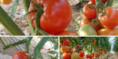 Vendo tomates frescos y sabrosos del sol, recogidos al