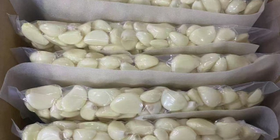 Somos proveedores de ajo fresco, ajo pelado, cebolla, chile