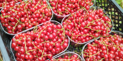 Vendo grosellas rojas Jonker van tes, para prensar y