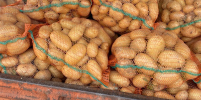 El productor ofrece patatas blancas en grandes cantidades. Calibre