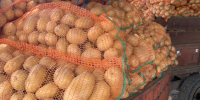 El productor ofrece patatas blancas en grandes cantidades. Calibre