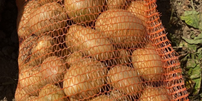 El productor ofrece patatas blancas en grandes cantidades. Calibre