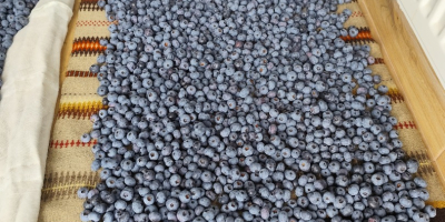 Hola, vendo arándanos de mi propia plantación. Son muy