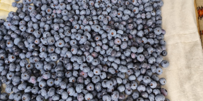 Hola, vendo arándanos de mi propia plantación. Son muy