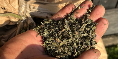 Vendo menta piperita seca y triturada. Precio negociable.