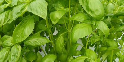 Venderé albahaca fresca a granel 50-200 kg.