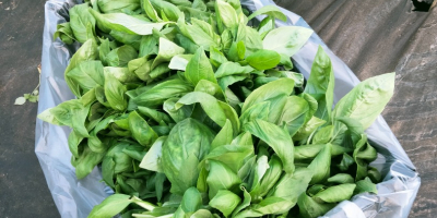 Venderé albahaca fresca a granel 50-200 kg.