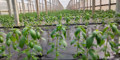 Venderé albahaca fresca a granel 50-200 kg.