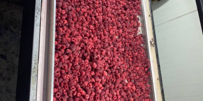 Venta de frambuesas congeladas de primera calidad (IQF). Ofrecemos