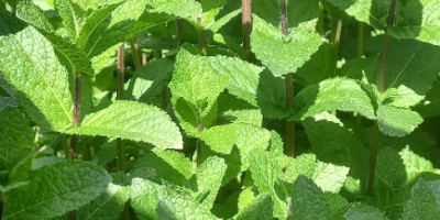Menta holandesa de alta calidad ¡Cultivo en áreas protegidas!