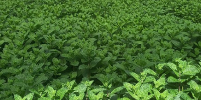 Menta holandesa de alta calidad ¡Cultivo en áreas protegidas!