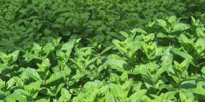 Menta holandesa de alta calidad ¡Cultivo en áreas protegidas!