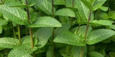 Menta holandesa de alta calidad ¡Cultivo en áreas protegidas!