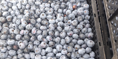 Arándanos americanos en venta. De 1 a 5 toneladas.