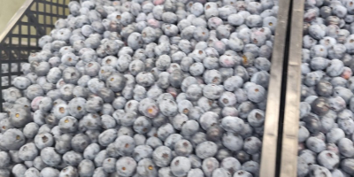 Arándanos americanos en venta. De 1 a 5 toneladas.