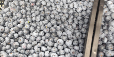 Arándanos americanos en venta. De 1 a 5 toneladas.