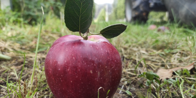 manzanas orgánicas de buena calidad