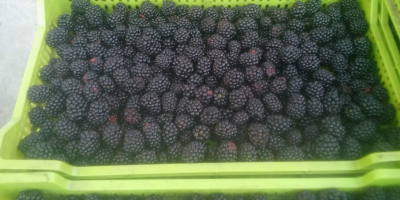 Vendo moras de la variedad dulce Tri Krone y