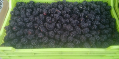 Vendo moras de la variedad dulce Tri Krone y