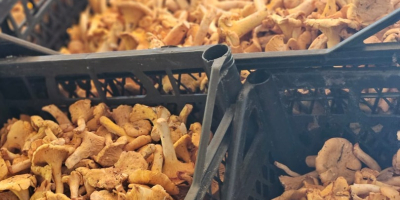 Rebozuelos frescos disponibles 500kg
