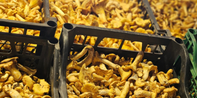 Rebozuelos frescos disponibles 500kg