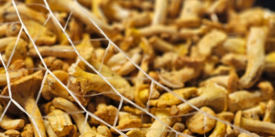 Rebozuelos frescos disponibles 500kg