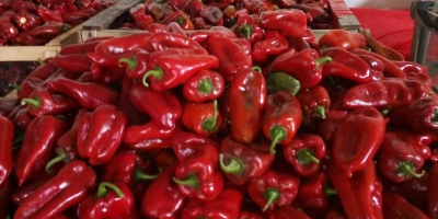 De agosto a octubre, ofrecemos pimiento rojo kapia para