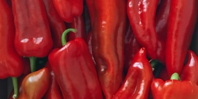 De agosto a octubre, ofrecemos pimiento rojo kapia para