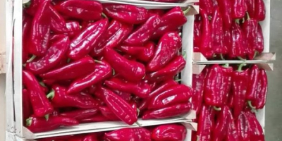 De agosto a octubre, ofrecemos pimiento rojo kapia para