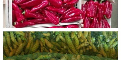 De agosto a octubre, ofrecemos pimiento rojo kapia para