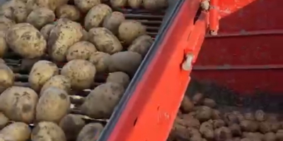 Vendo papas al consumidor en grandes cantidades, ¡más de