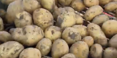 Vendo papas al consumidor en grandes cantidades, ¡más de