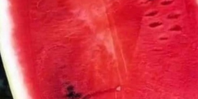 Melones húngaros de alta calidad, de 5 a 10