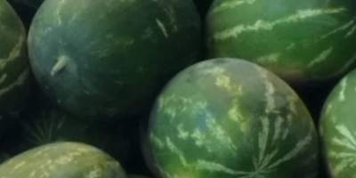 Melones húngaros de alta calidad, de 5 a 10