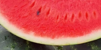 Melones húngaros de alta calidad, de 5 a 10