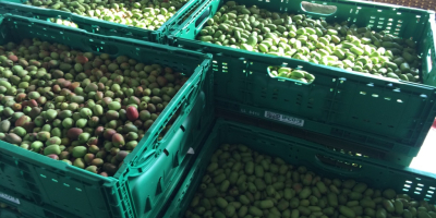 Categoría: Fruta → Kiwi → Kiwi de fruta fresca