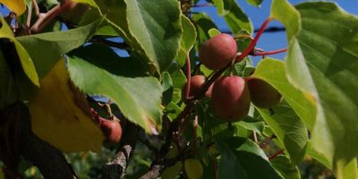 Categoría: Fruta → Kiwi → Kiwi de fruta fresca