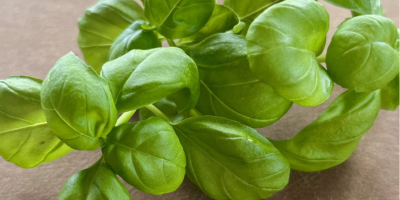 Necesitamos un suministro de albahaca genovesa (Ocimum basilicum) durante