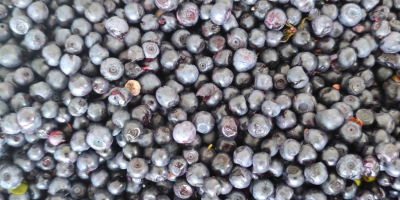 Hola, quiero comprar entre 200 y 400 kg de
