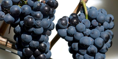 Uvas húngaras de alta calidad, como Leányka/Dziewczynka (blanca, variedad